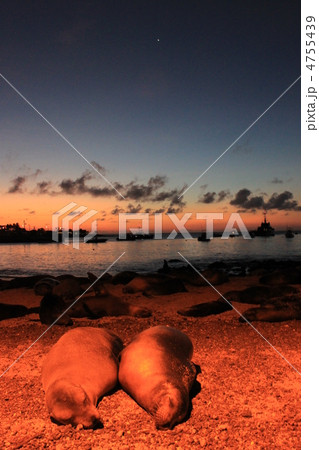 アシカ アシカ 4755439