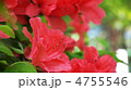 キリシマツツジ 4755546