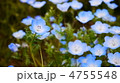 ネモフィラ 4755548