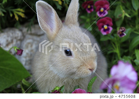 ネザーランドドワーフ　うさぎ 4755608