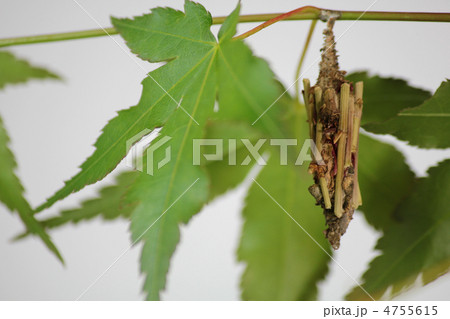 我が家 我が家 4755615