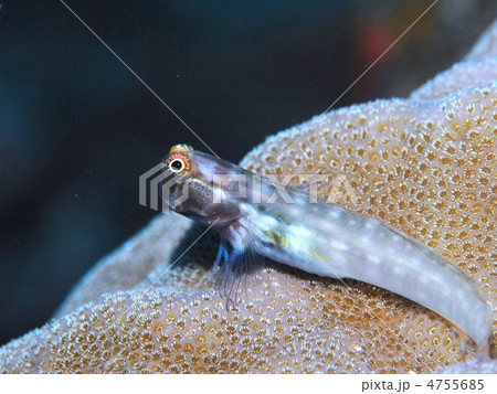 カエルウオ 4755685
