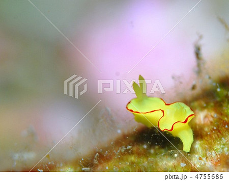 ウミウシ ウミウシ 4755686