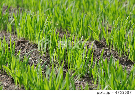 えん麦の栽培 4755687