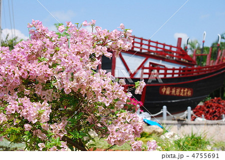 沖縄の桜 沖縄の桜 4755691