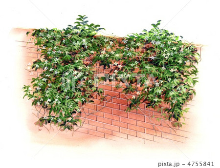 テイカズラの植物画 　手書きイラスト 4755841