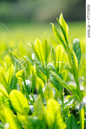 柔らかな新茶の葉 4755906