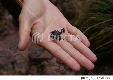 オリオフリネラ オリオフリネラ 4756145