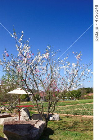 菊桃の花 4756148