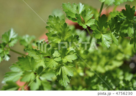イタリアンパセリ イタリアンパセリ 4756230