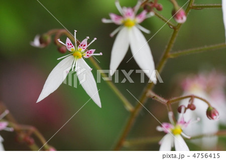 ユキノシタ 4756415