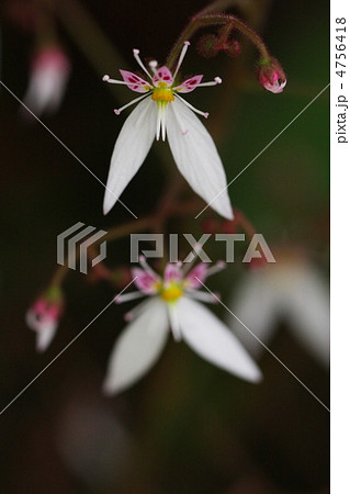 ユキノシタ ユキノシタ 4756418