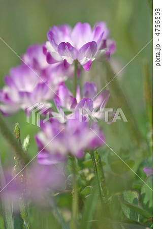 久喜市れんげ祭り 4756503