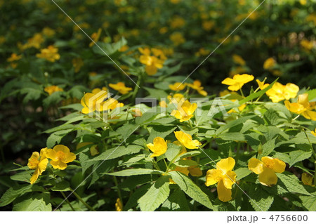ヤマブキソウ 4756600