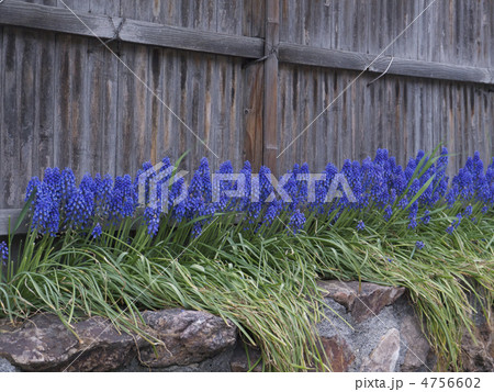 ムスカリ 4756602