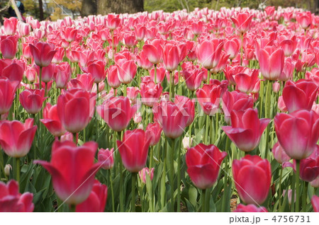 チューリップ　ダイナスティ 4756731