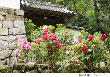長谷寺の牡丹 4756872