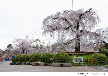 円山公園のしだれ桜 4756934