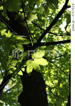 メグスリノキ 4757018