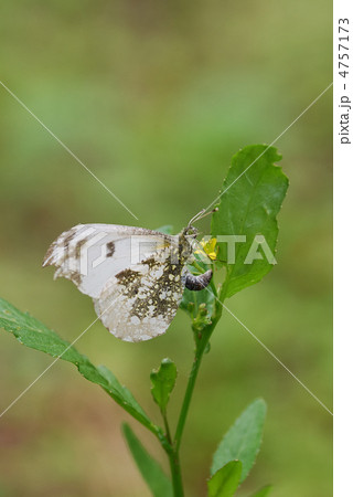 ツマキチョウの産卵 4757173
