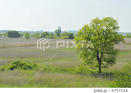 渡良瀬遊水地 渡良瀬遊水地 4757226