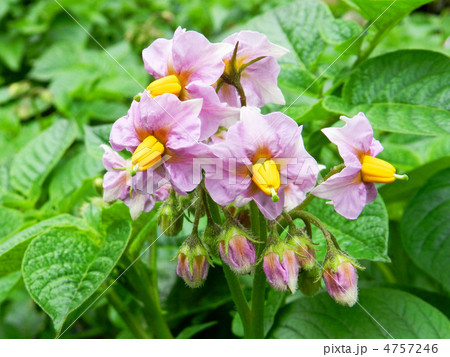 ジャガイモ キタアカリ の花の写真素材