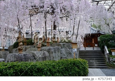 京都、六角堂の境内 4757345