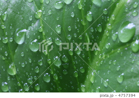 梅雨 梅雨 4757394