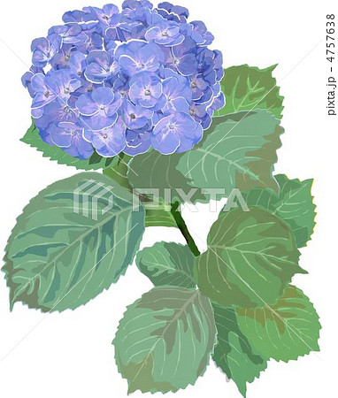 紫陽花 4757638
