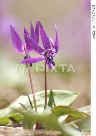 カタクリ 4757723