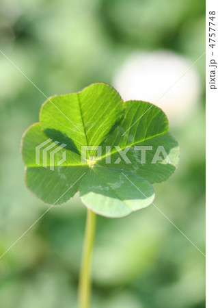 四つ葉のクローバー 4757748