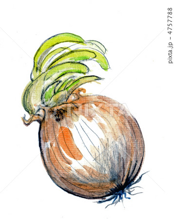 水彩画 タマネギ 水彩画 タマネギ 4757788