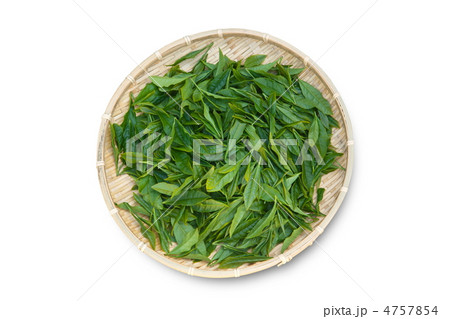 摘みたての新茶 4757854
