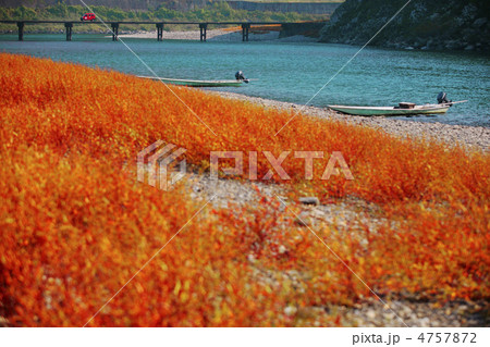 草紅葉・秋の四万十川 4757872