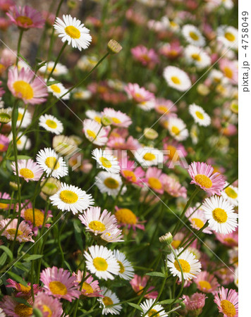 エリゲロン 4758049