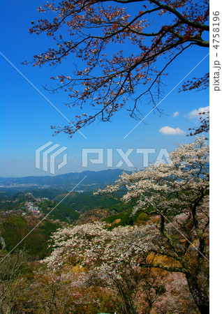 吉野千本桜 4758196