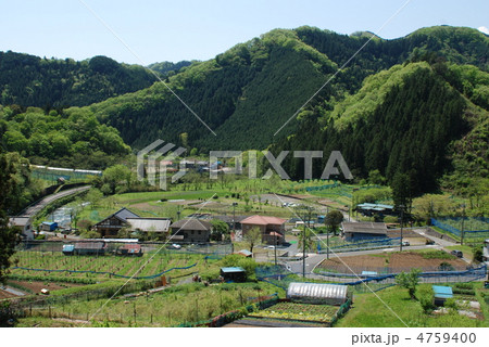八王子　夕焼け小焼けの里の春 4759400