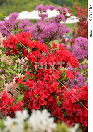 つつじの花 4759467