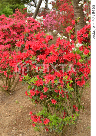 つつじの花 4759468