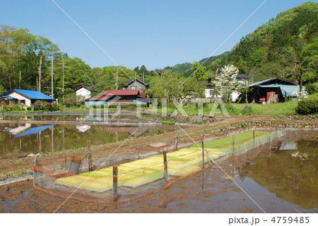 夕焼け小焼けの里の春　東京郊外 4759485