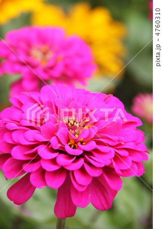 キンセンカ　ピンク 4760310