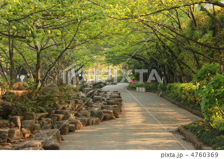 春の木漏れ日 春の木漏れ日 4760369