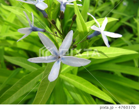 チョウジソウ 4760370