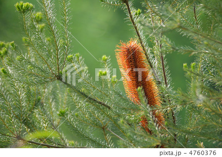 バンクシア・エリキフォリア 4760376