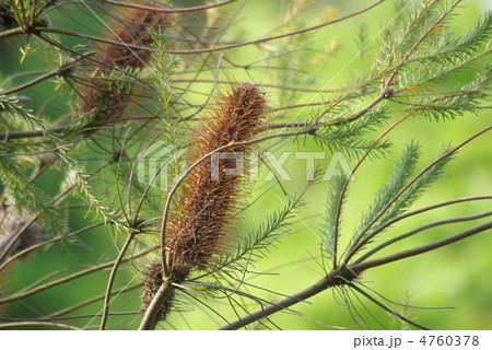 バンクシア・エリキフォリア 4760378