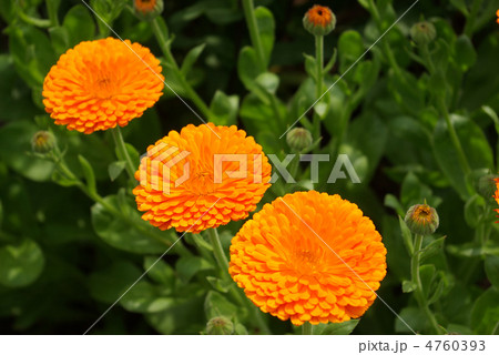 キンセンカ 4760393