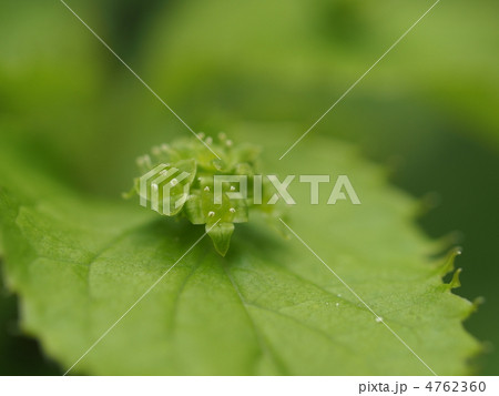 ハナイカダの花 4762360