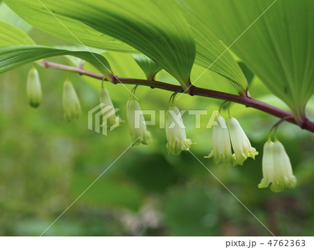 ナルコユリの花 4762363