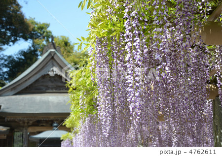 武蔵寺本堂と長者の藤  4762611