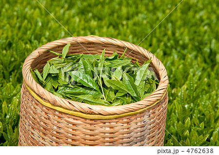 新茶の収穫 新茶の収穫 4762638